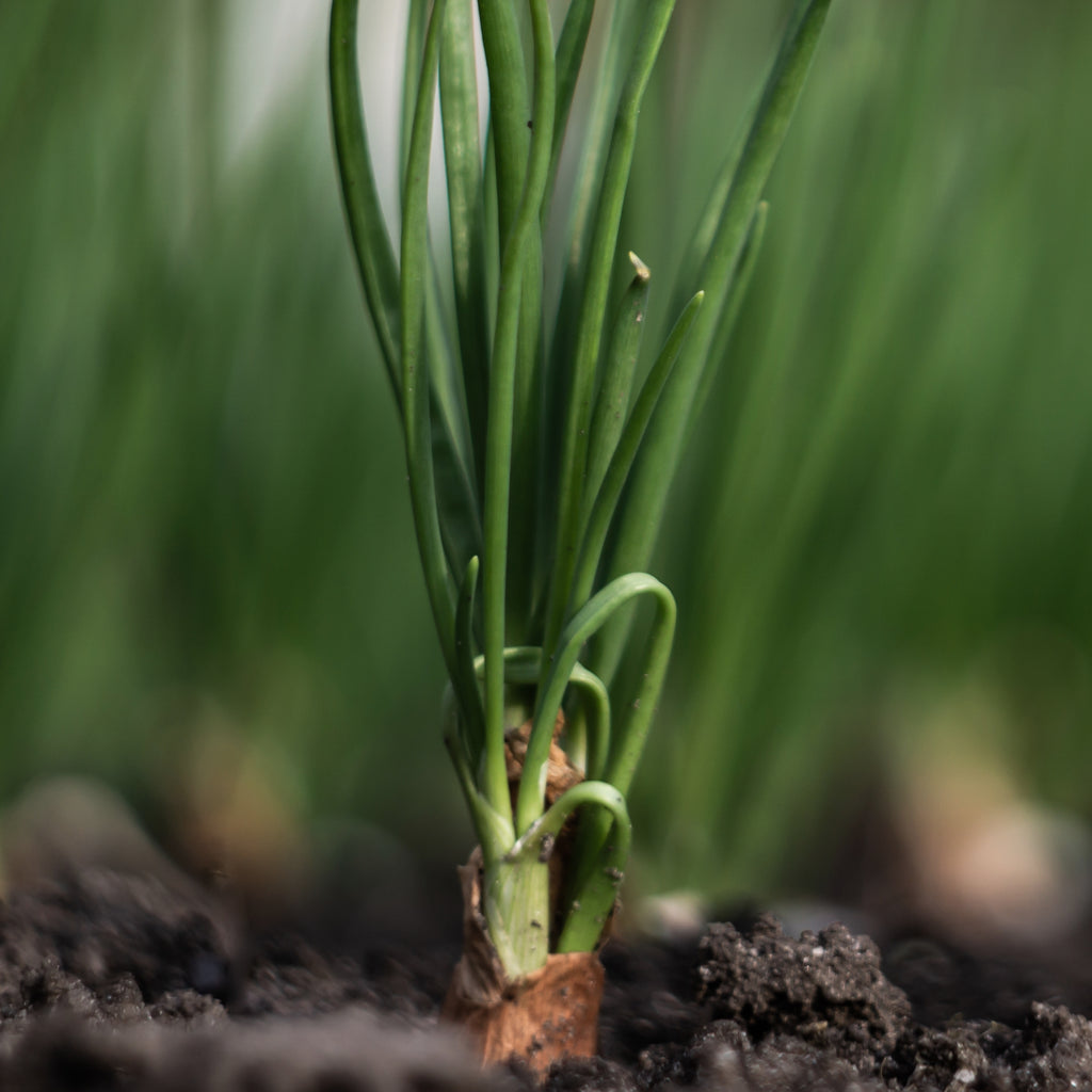 LOVILDS™ The Organic makeup Brush Cleanser LOVILDS™ The Organic makeup Brush Cleanser